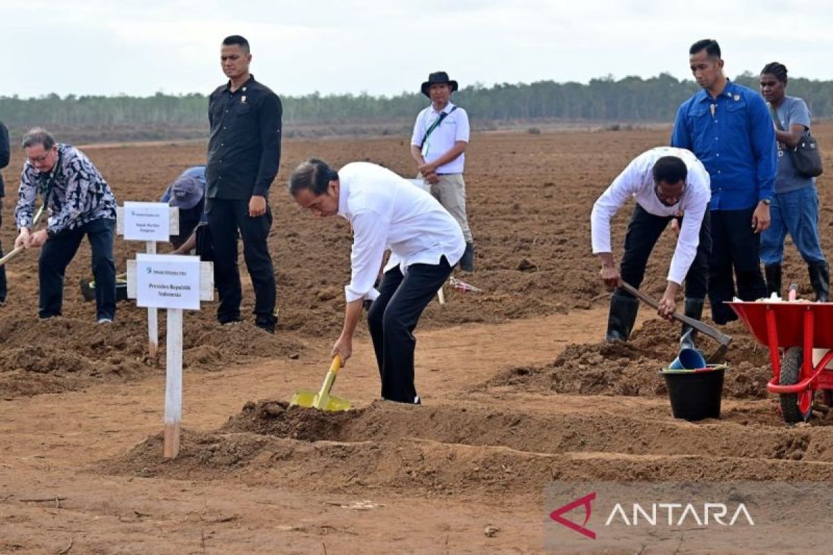 Presiden Jokowi menanam tebu perdana untuk ketahanan pangan Merauke