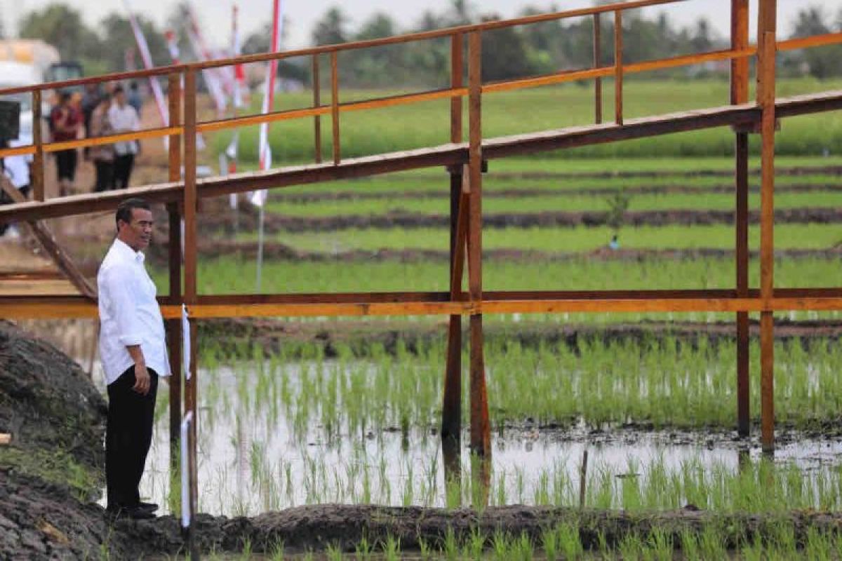 Kementan kembangkan varietas padi adaptif perubahan iklim di Merauke