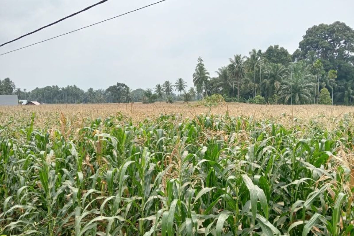 Produksi jagung semester I 2024 di Pasaman Barat capai 122.356 ton