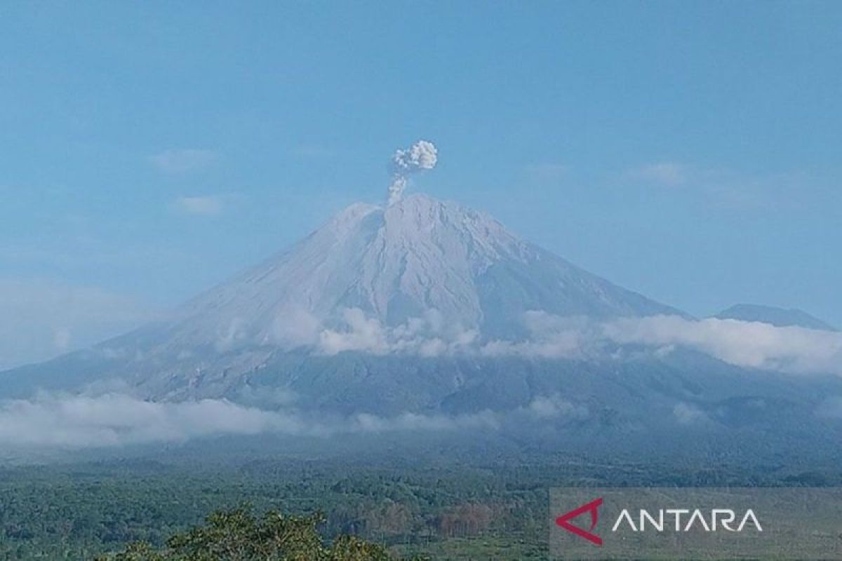 Gunung Semeru kembali erupsi dengan tinggi letusan hingga 800 meter