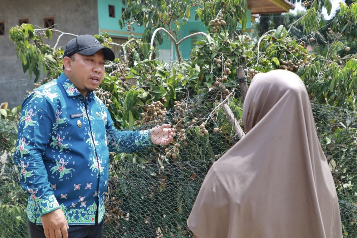 Setiap rumah di Siak ini ditanam dua pohon Kelengkeng Itoh