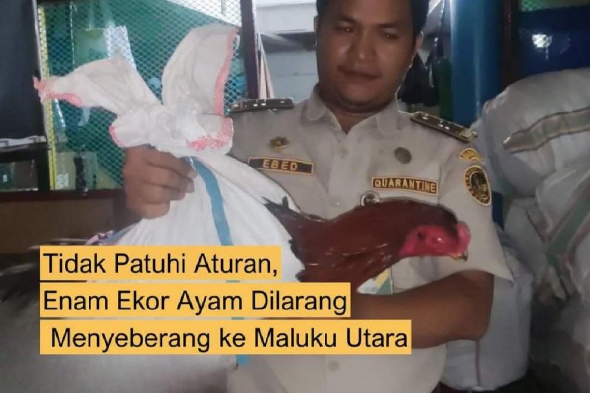 Karantina tahan unggas  tanpa pemeriksaan kesehatan