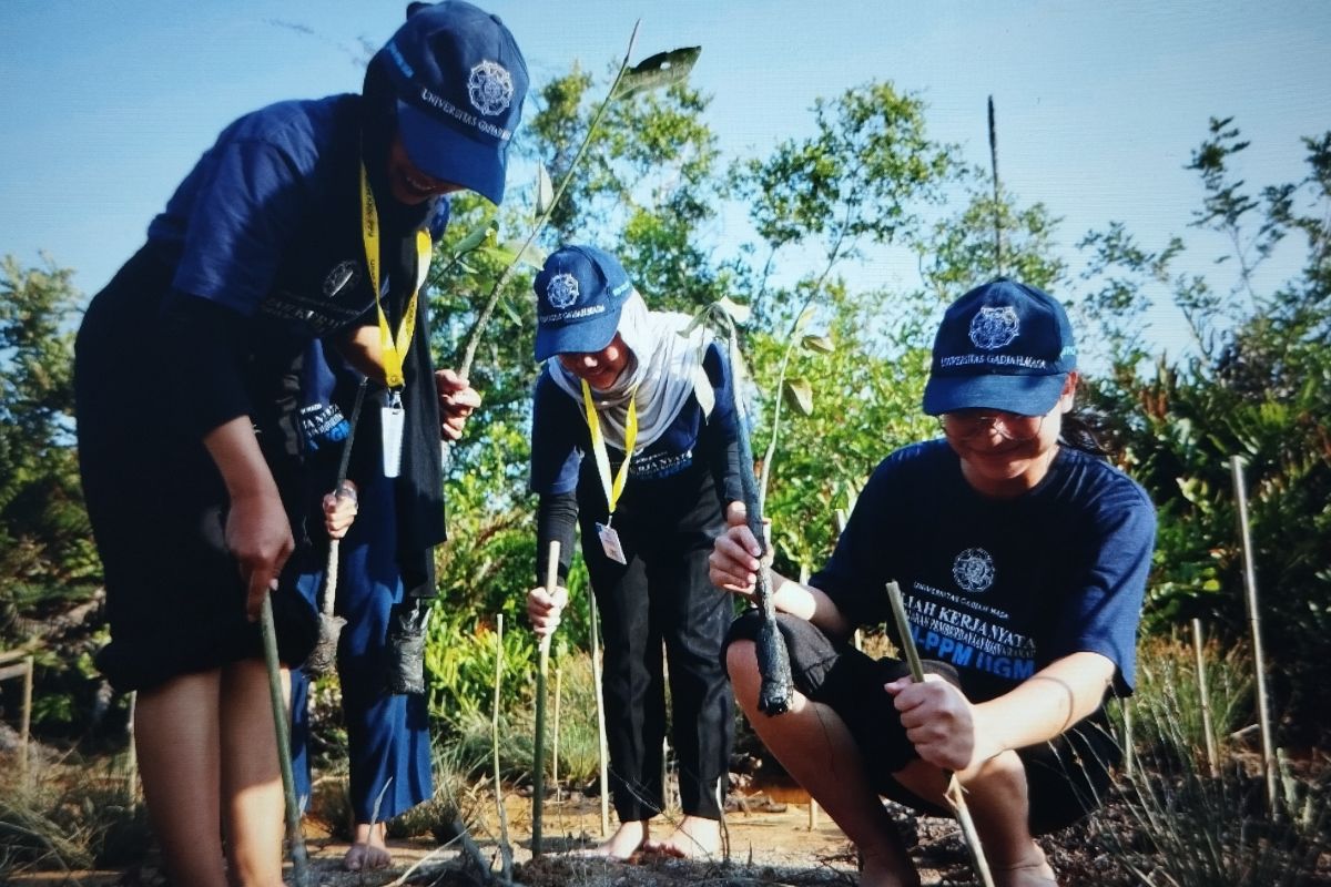 YKAN-mahasiswa dua PTN tanam 1.000 mangrove di Berau, Kaltim