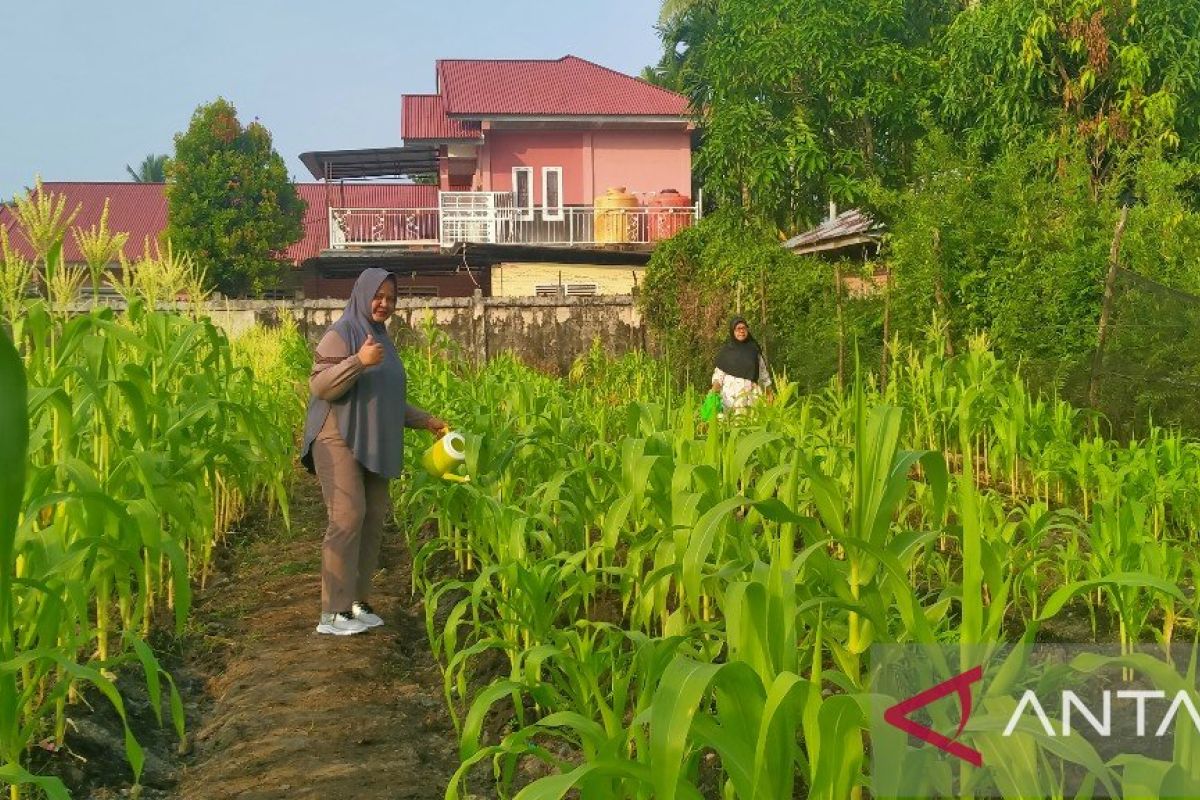 KWT Perempuan Kreatif Salo tanam jagung atasi kerawanan pangan