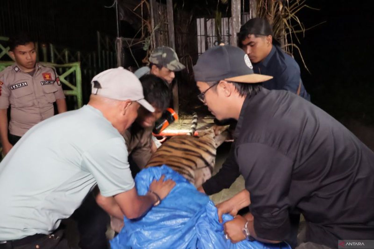 KLHK Global Tiger Day momentum jaga spesies harimau Sumatra ANTARA