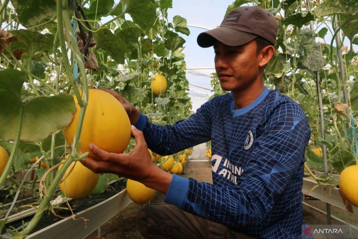 Berkah melon emas di kawasan Lombok Barat