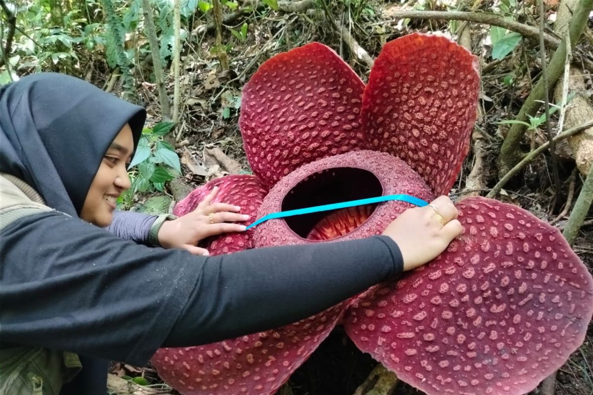 Bunga Rafflesia Tuan-Mudae mekar sempurna di Agam Sumbar