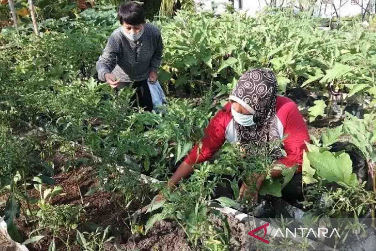 Pemkot Palangka Raya optimalkan peran KWT perkuat ketahanan pangan