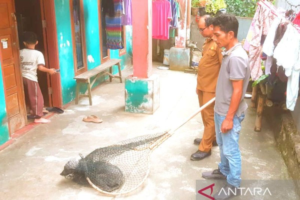 Padang Panjang waspada rabies, anjing liar di Sungai Andok bukan yang dicari