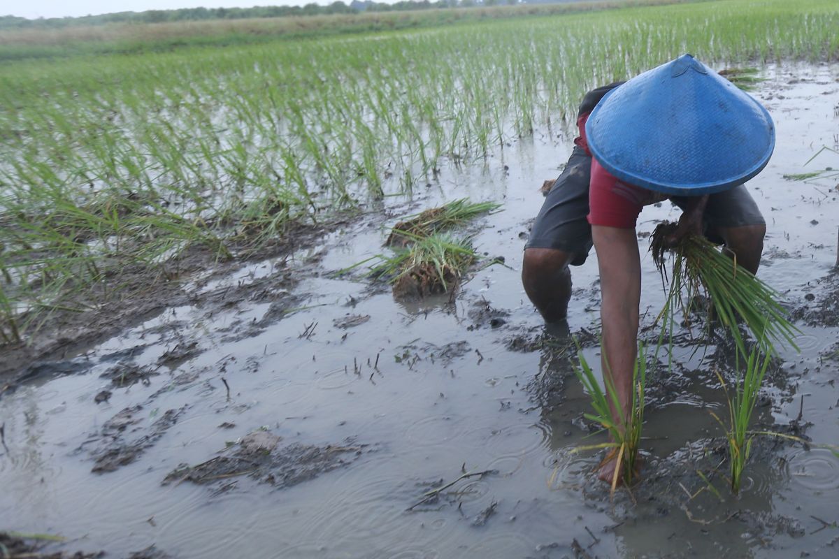 Padi Biosalin Semarang siap pindah tanam