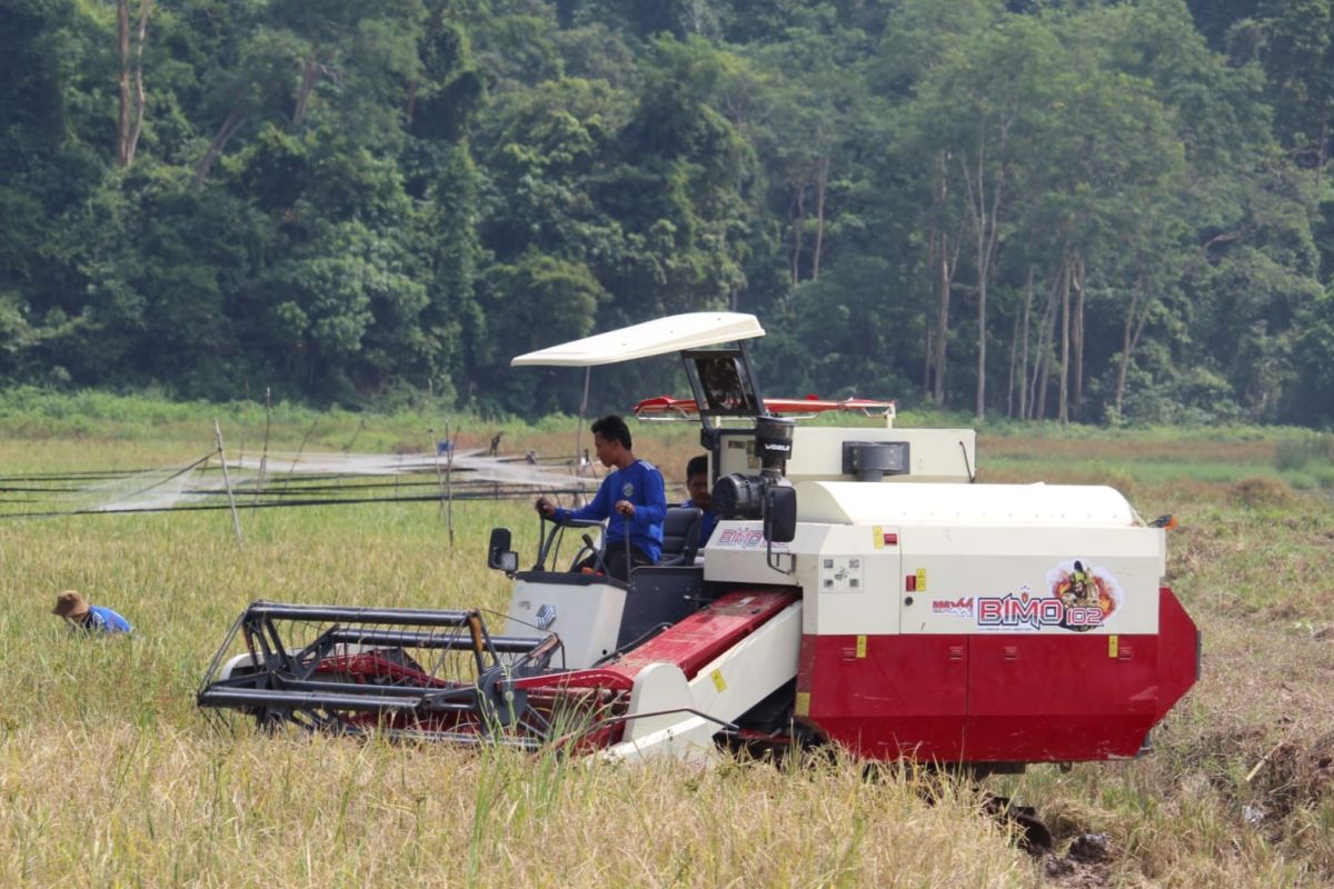 Harga gabah tingkat petani di Lampung Juli tercatat Rp6.565 per kilogram