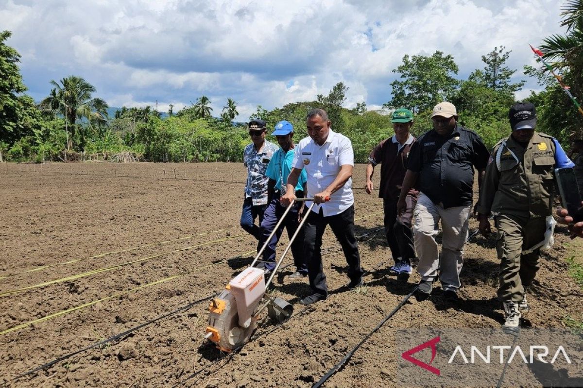 Pemkab Jayapura tanam jagung 10 hektare guna wujudkan ketahanan pangan