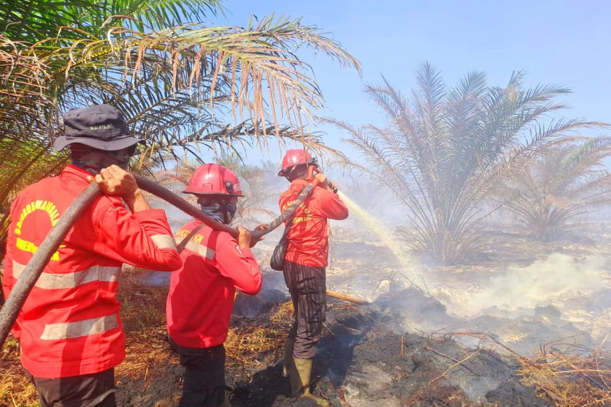 Karhutla terjadi pada lahan PT DSI di Siak seluas 3 hektare