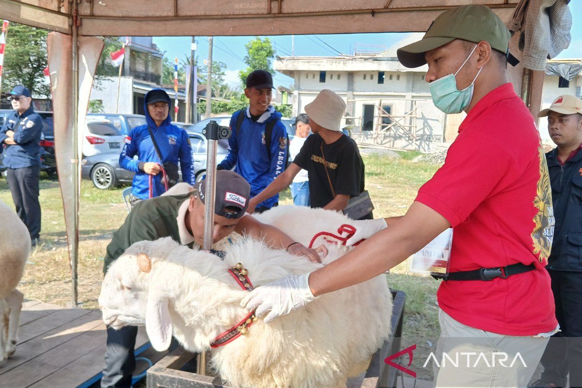 Ratusan domba ikuti kontes nasional di Magelang