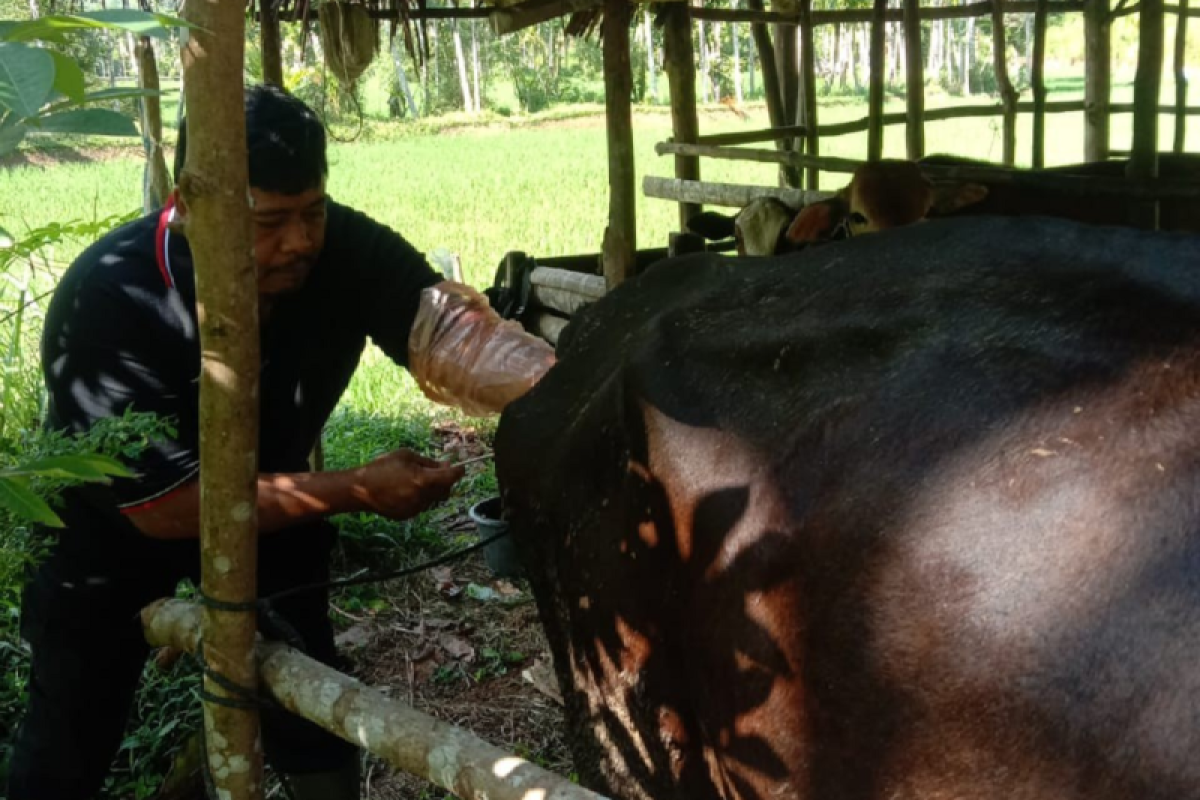 Petugas Keswan Painan lakukan IB di Nagari Limau Gadang Lumpo