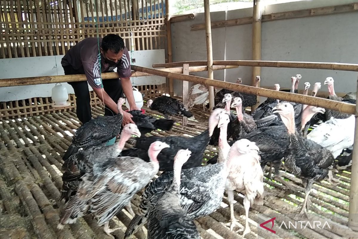 Dispertan Kudus  lakukan vaksinasi ternak unggas antisipasi flu burung