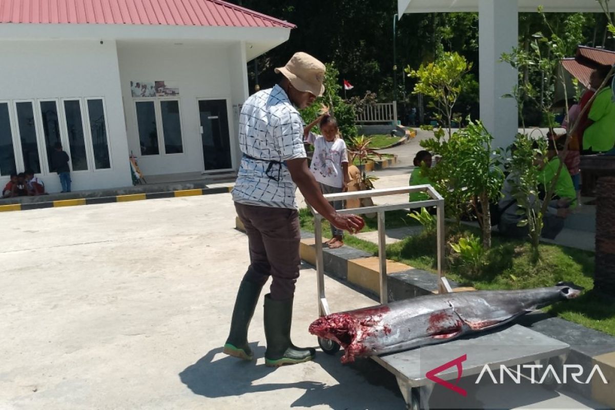 KKP: Ikan tuna tangkapan nelayan Kalamo Biak penuhi kebutuhan gizi anak