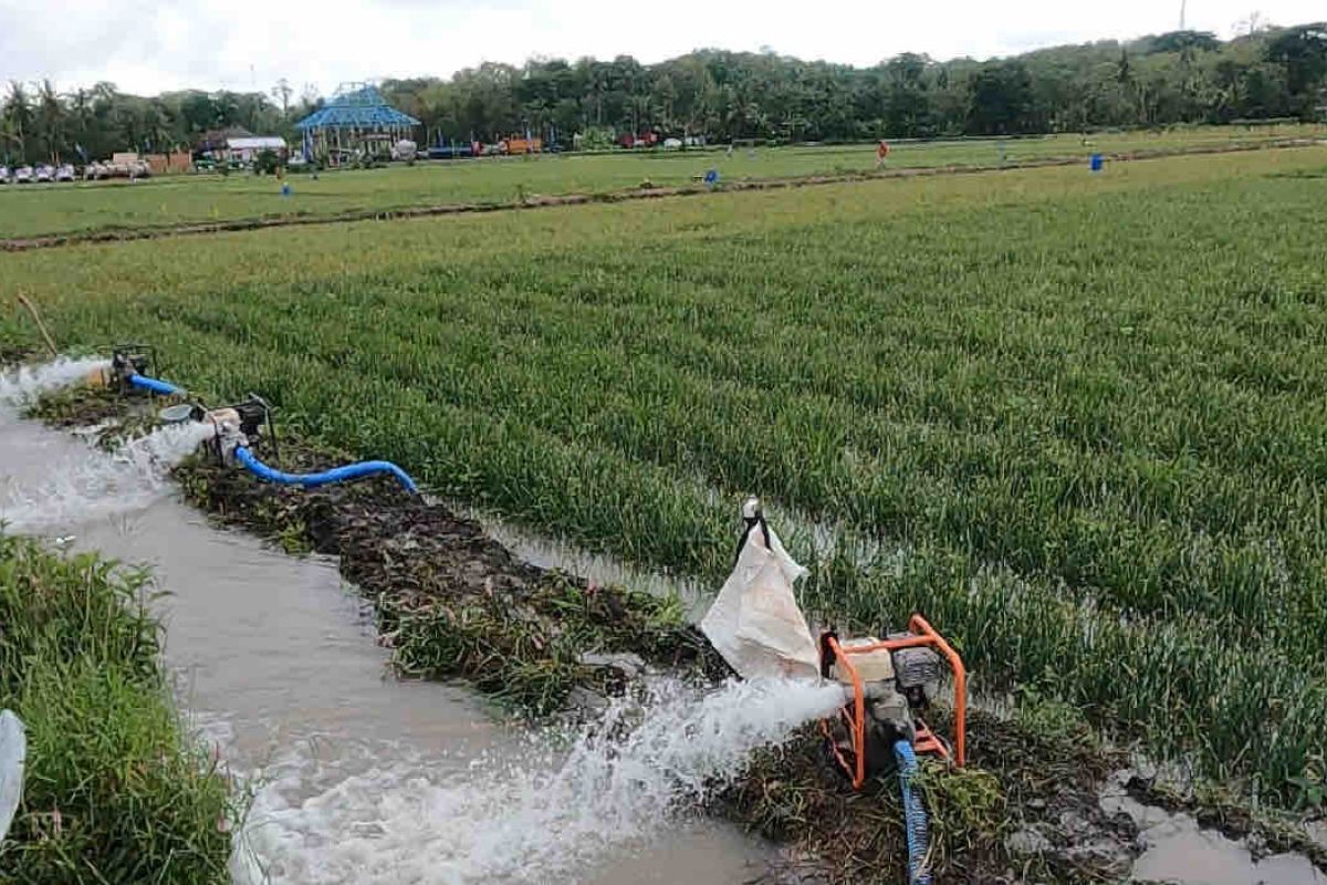 Pompanisasi berdampak positif pada produksi padi nasional