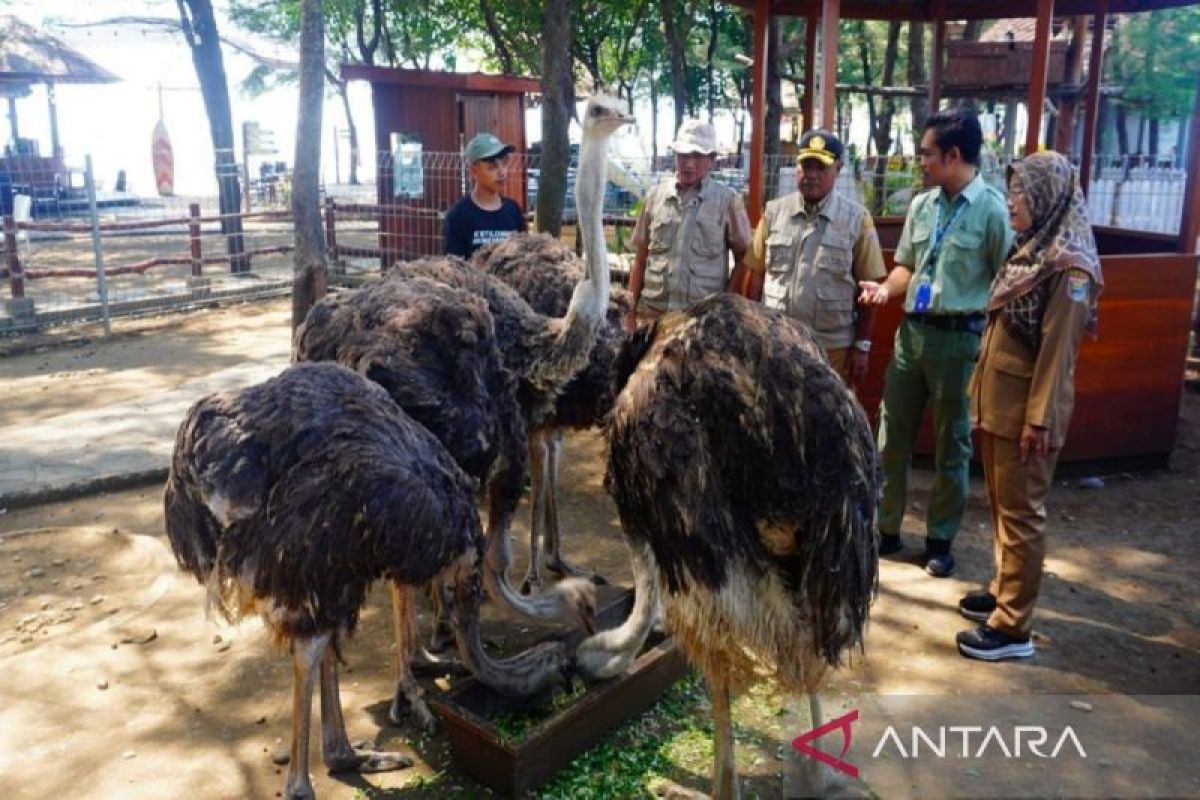 Pemkab Batang periksa kesehatan burung unta cegah  antraks