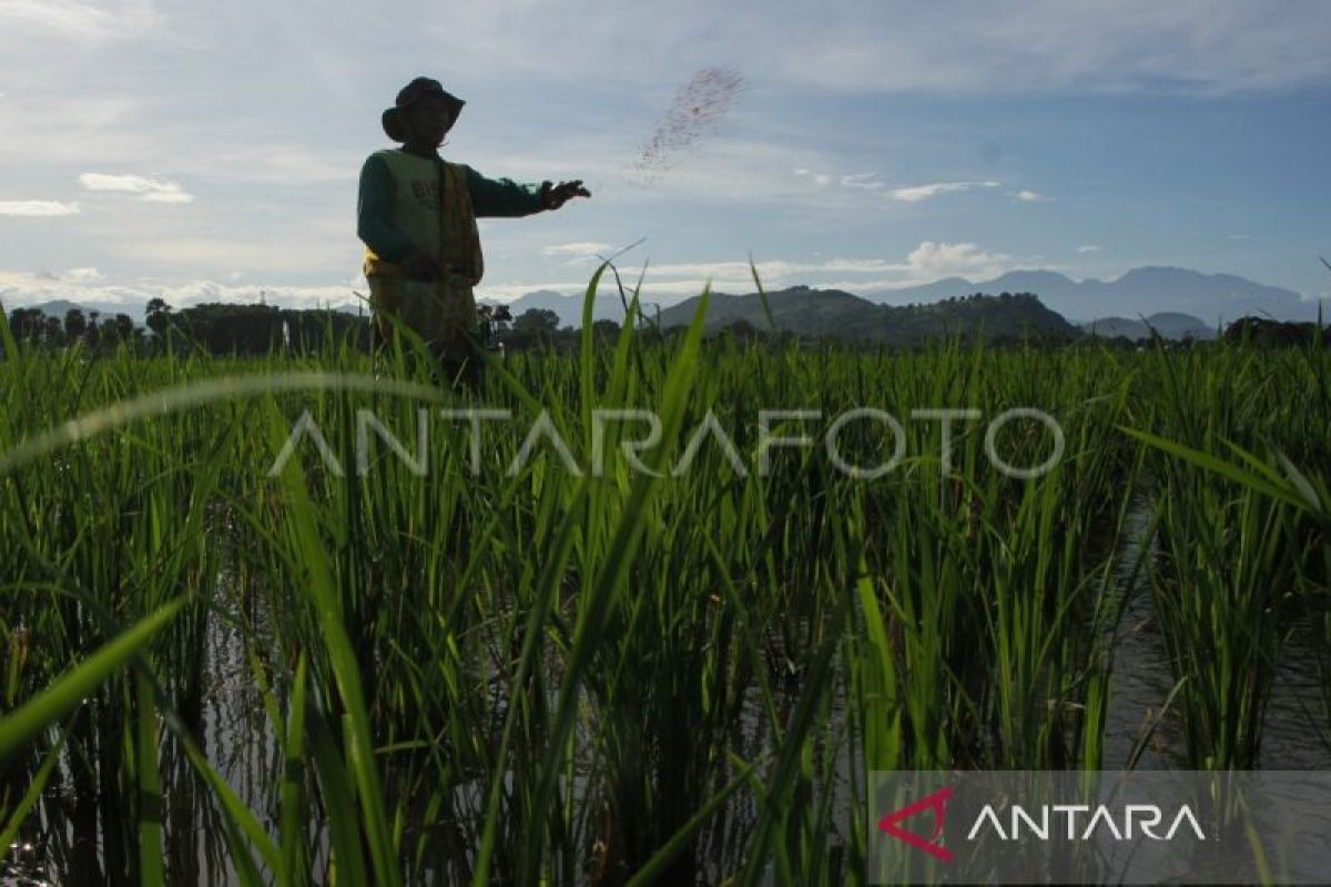 HKTI minta perbaiki data penerima sebelum ubah skema subsidi pupuk