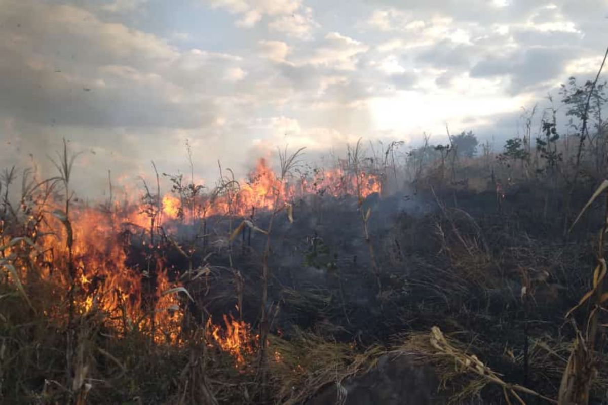 Puluhan hektare hutan produksi di Sambelia Lombok Timur terbakar