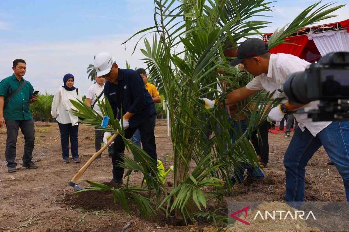 Target 60.000 ha peremajaan, begini cara petani sawit Indonesia