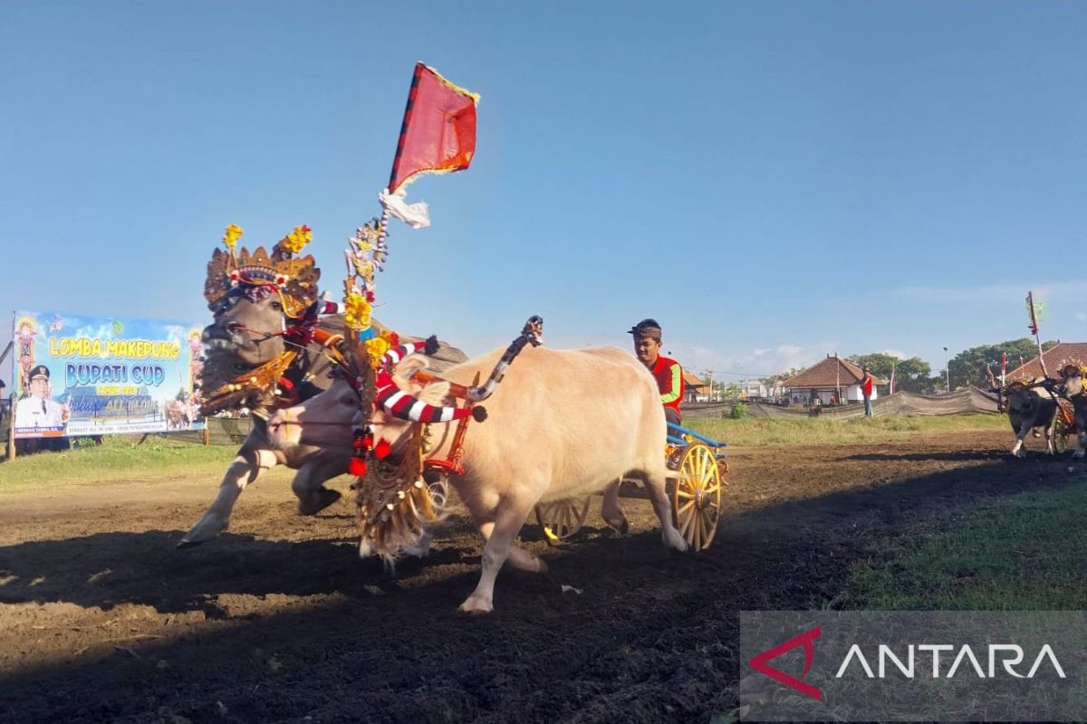 Jembrana sandingkan budaya makepung dengan polo berkuda