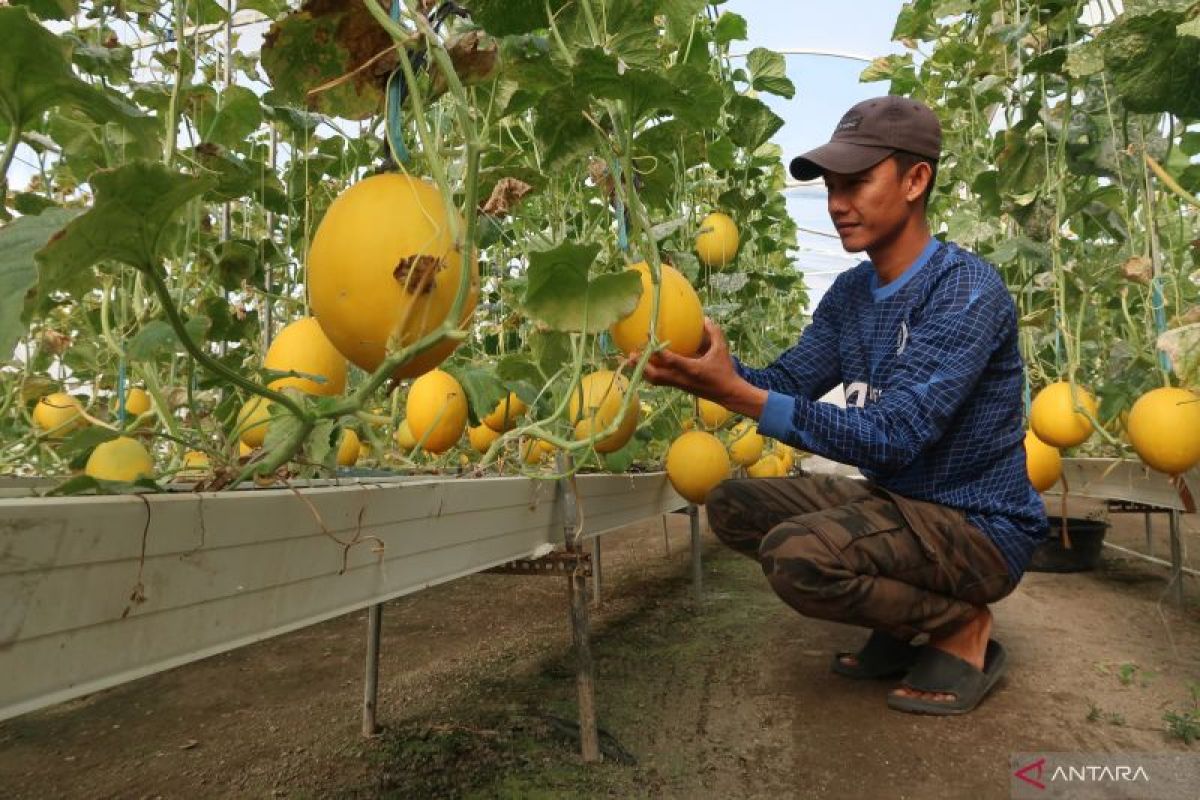 Masa depan pangan NTB di tangan para petani muda