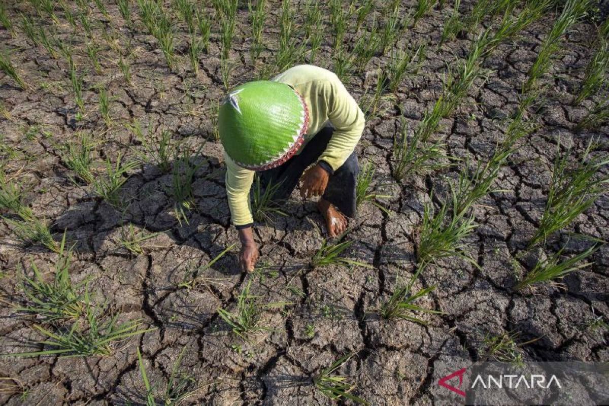 BMKG peringatkan potensi penurunan curah hujan tanpa mitigasi iklim