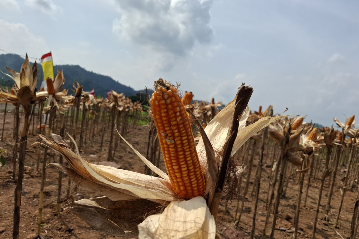 Bulog Lampung targetkan serap panen jagung 5.000 ton