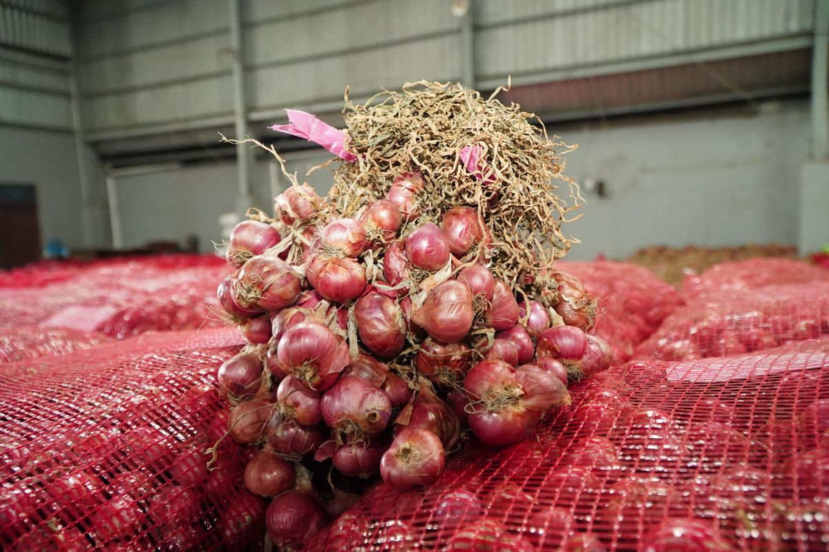 Harga Pangan: Bawang merah bertahan di level Rp26.620 per kg