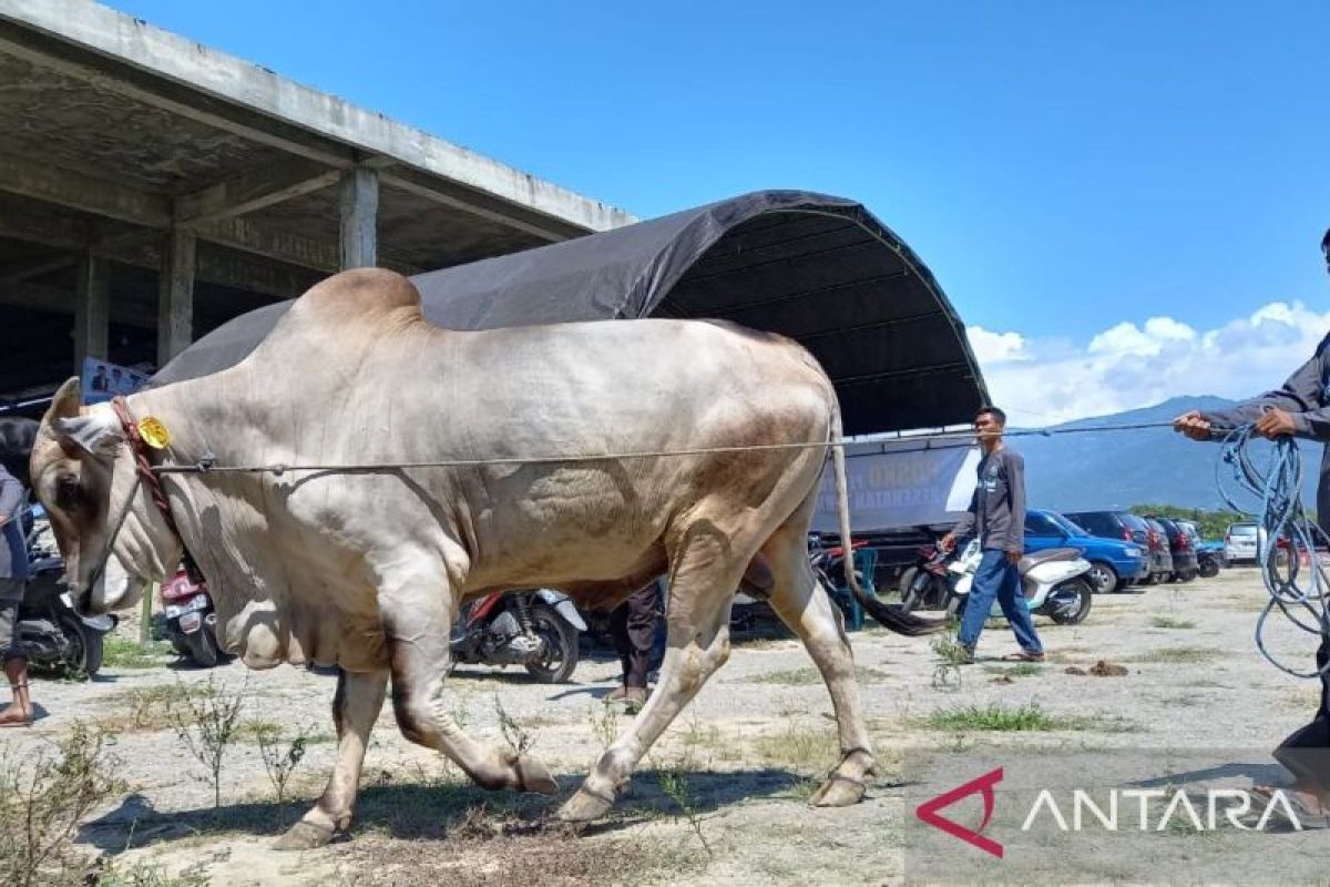 Sigi bertekad jadi lumbung ternak dan daging sapi ke IKN