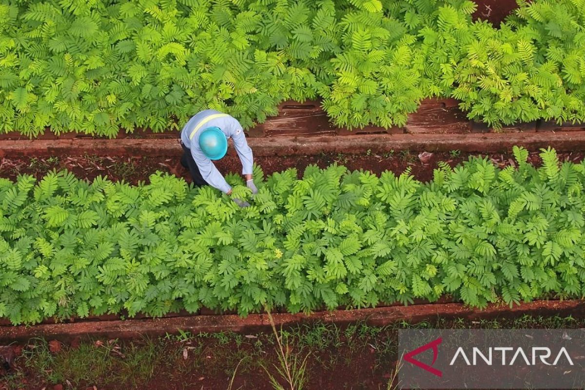 Antam Pomalaa tanam 60.000 bibit mangrove kerja sama dengan karang taruna