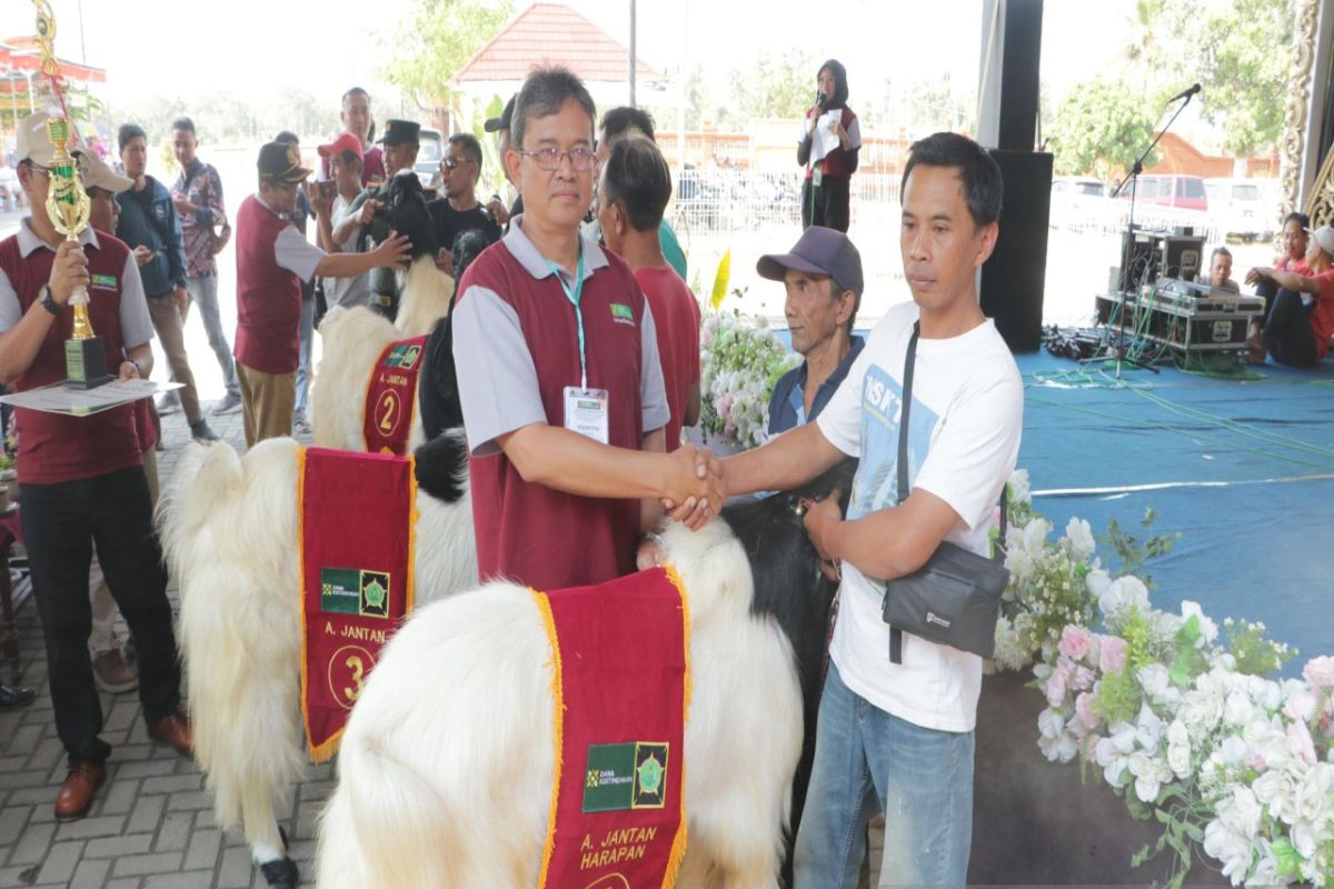 Dinas Pertanian Kulon Progo menggelar Kontes Kambing PE cari bibit unggul