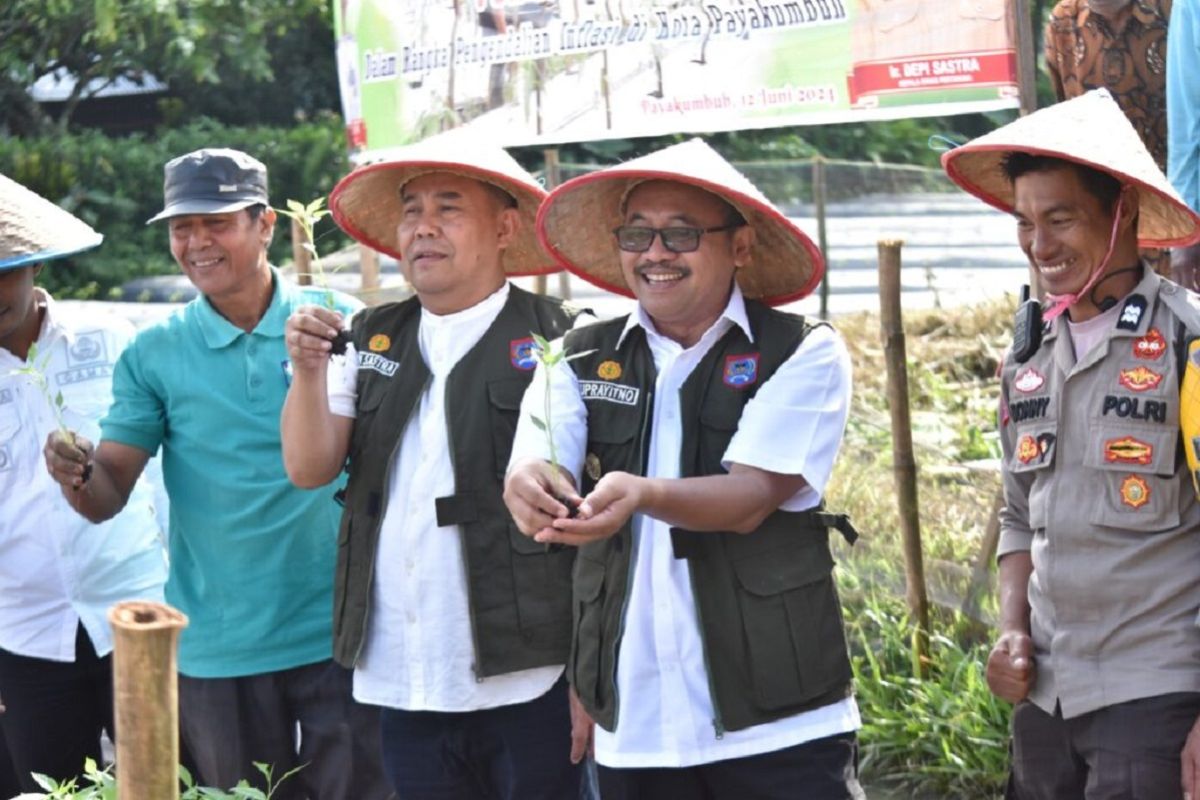 PJ Walikota lakukan penanaman cabai di Kelurahan Parik Muko Aie