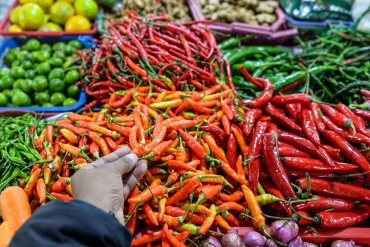 Harga cabai rawit merah naik hingga Rp10.580 per kg