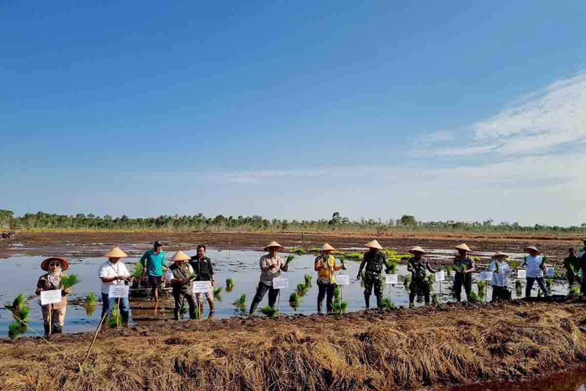 Pemkab terus motivasi petani padi di Kapuas tingkatkan produksi pertanian