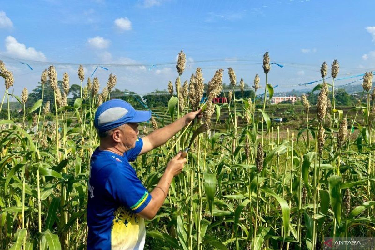 Pemkot Bandung kembangkan tanaman sorgum guna topang ketahanan pangan