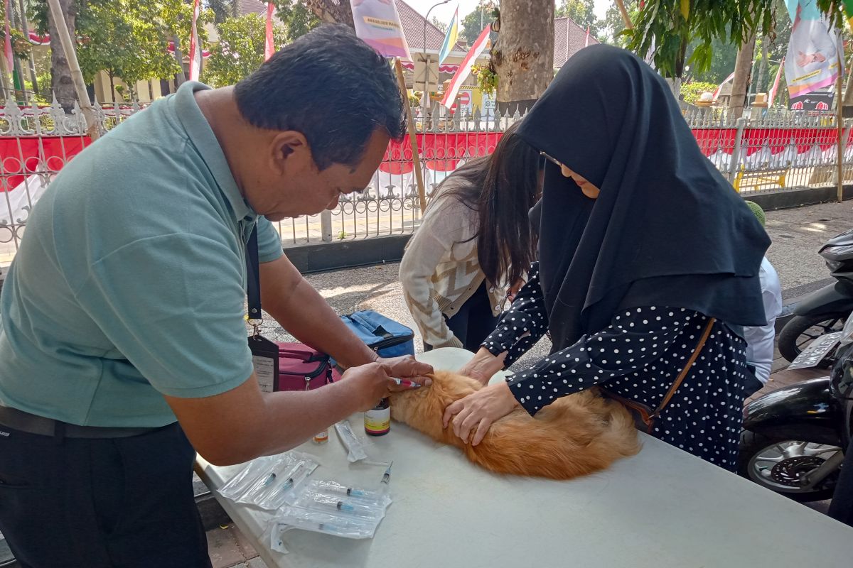 Meriahkan HUT RI, Lomba kucing kesayangan digelar di Mataram