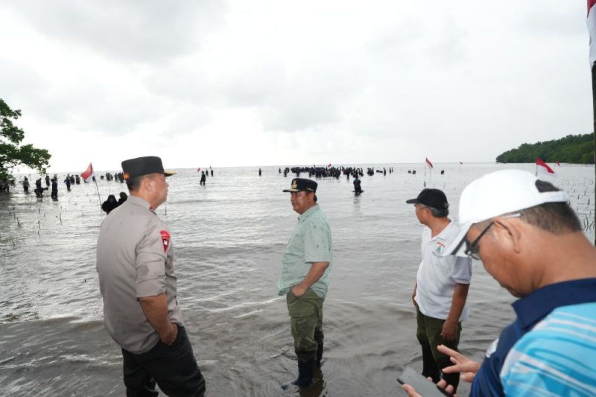 Pemprov dan Forkopimda Sulbar tanam 20 ribu mangrove di Mamuju