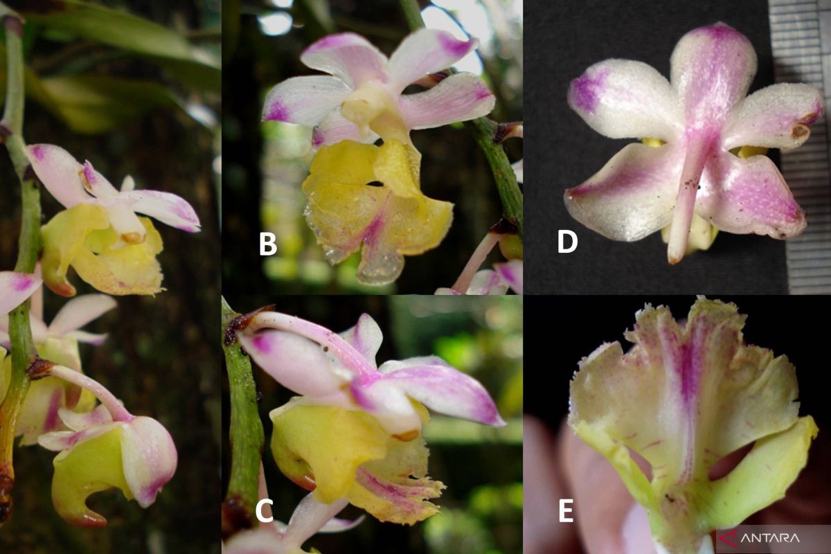 Peneliti BRIN temukan anggrek spesies baru endemik asal Sulawesi