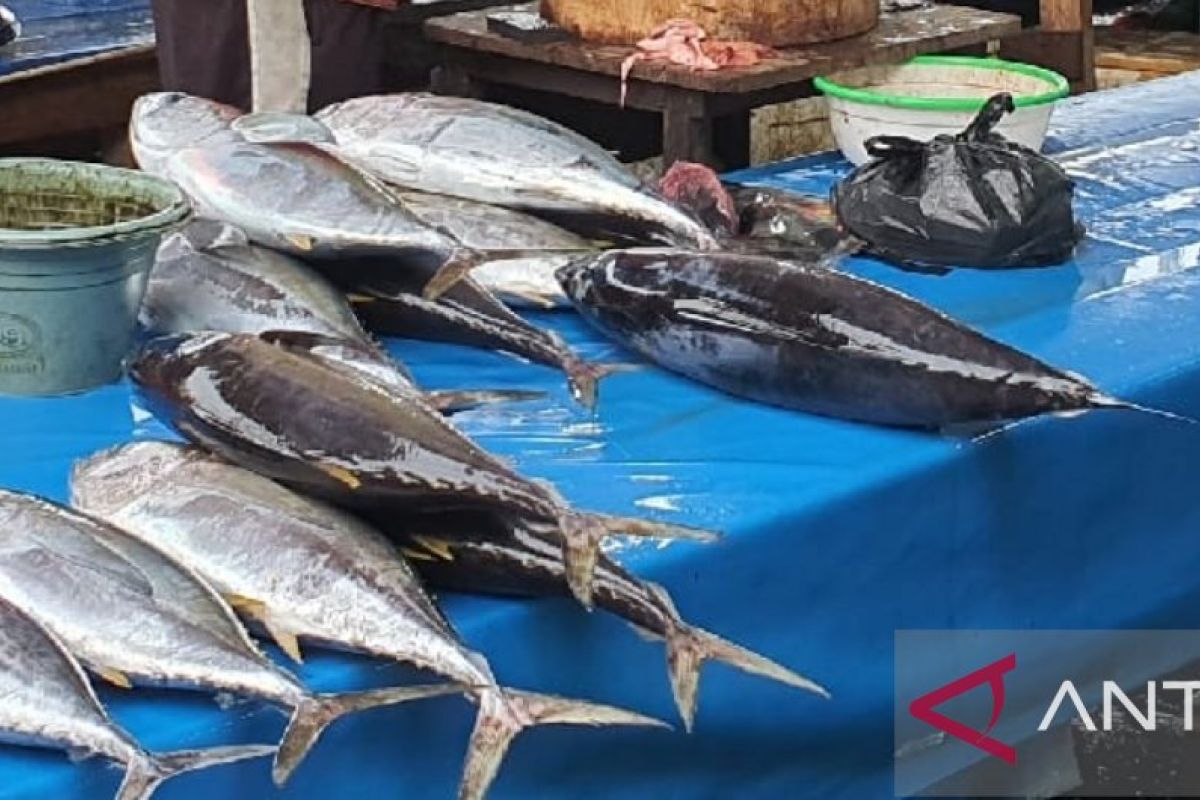 Produksi ikan tuna Kota Jayapura capai 45 ton per tahun