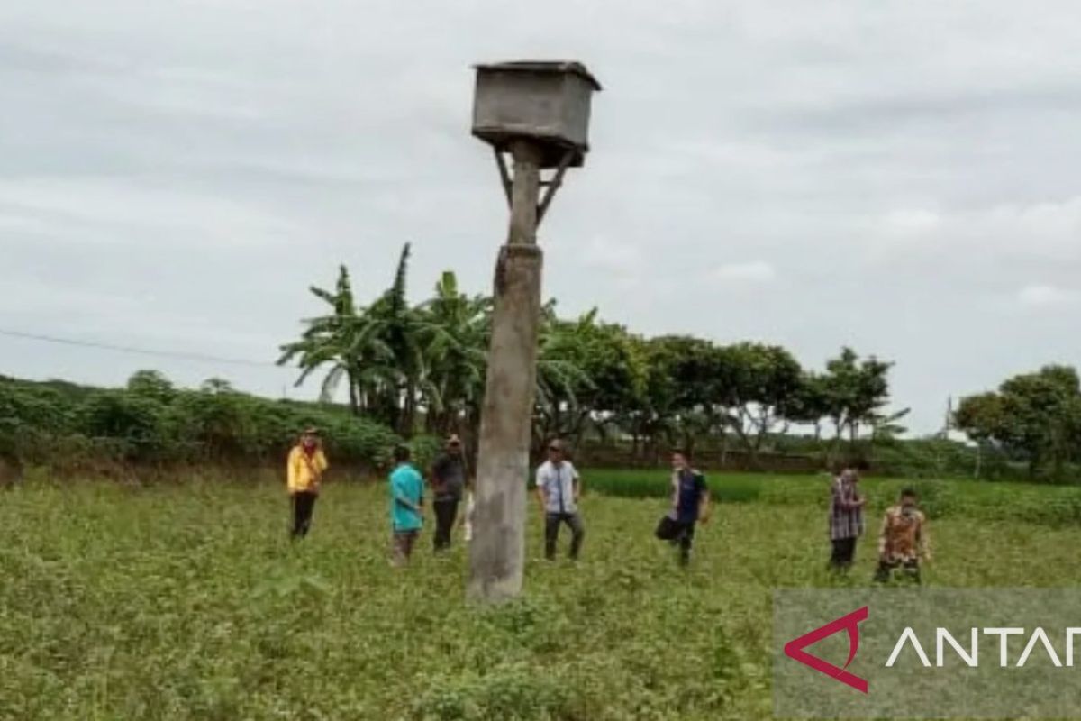 Membasmi serangan tikus di sawah dengan mengundang burung hantu