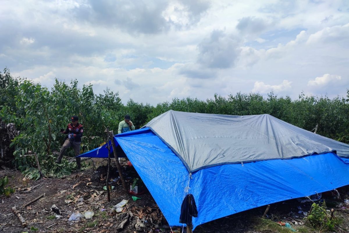 BBKSDA Riau kosongkan lokasi harimau Sumatera menyerang manusia