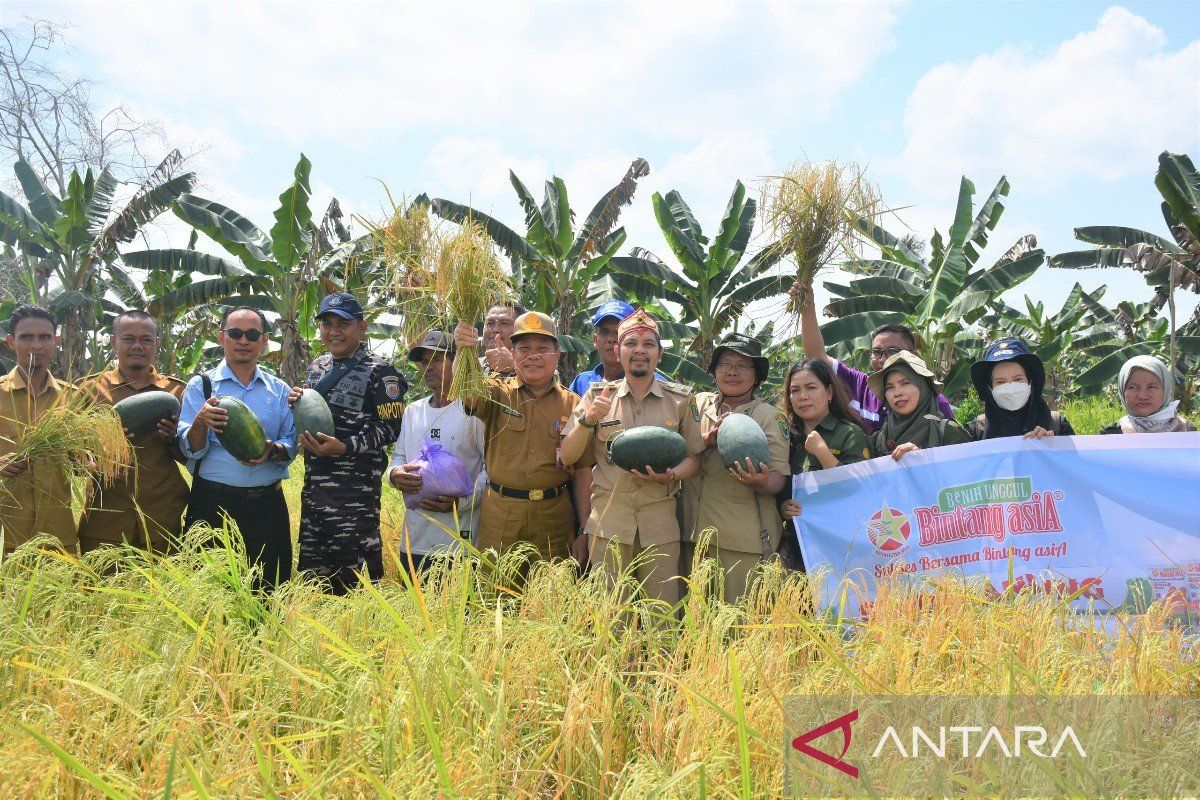 DPMD apresiasi panen raya program ketahanan pangan Pulau Telo Baru