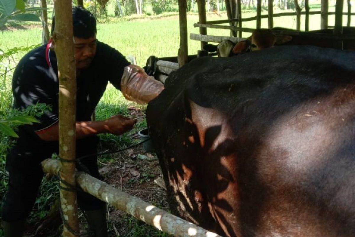 Paramedis Puskeswan Painan lakukan IB di Nagari Limau Gadang Lumpo