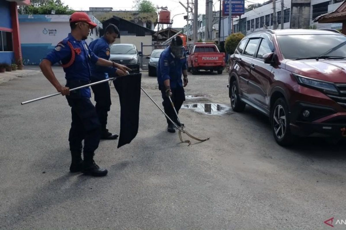 DPKP Pekanbaru telah evakuasi 107 ular dari rumah warga