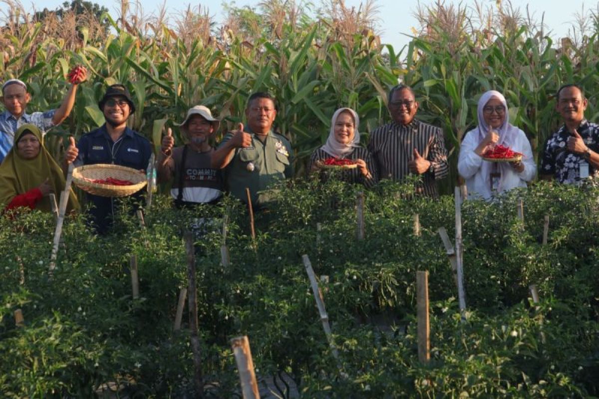 Kembangkan Pertanian Berkelanjutan, Sarihusada gelar Panen Raya di Desa Kemudo