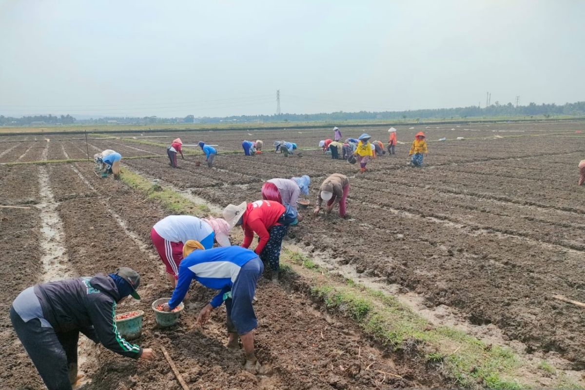 Anggota DPRD Kulon Progo dukung Sentra Bawang Merah Srikayangan