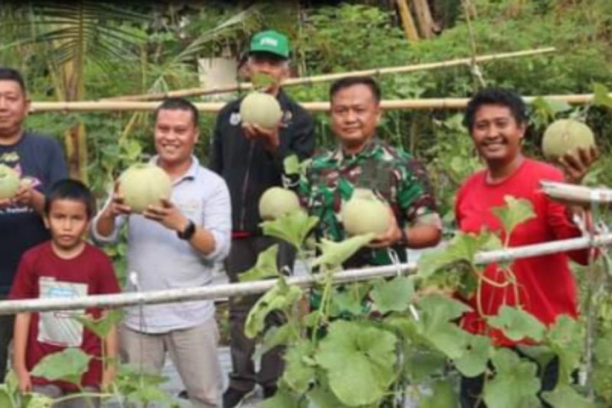 Kodim Mamuju kembangkan pertanian hortikultura di Kalukku